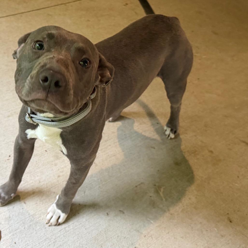 Enlarge Grau, a Adoptable American Staffordshire Terrier in Blair, WI image 2/2