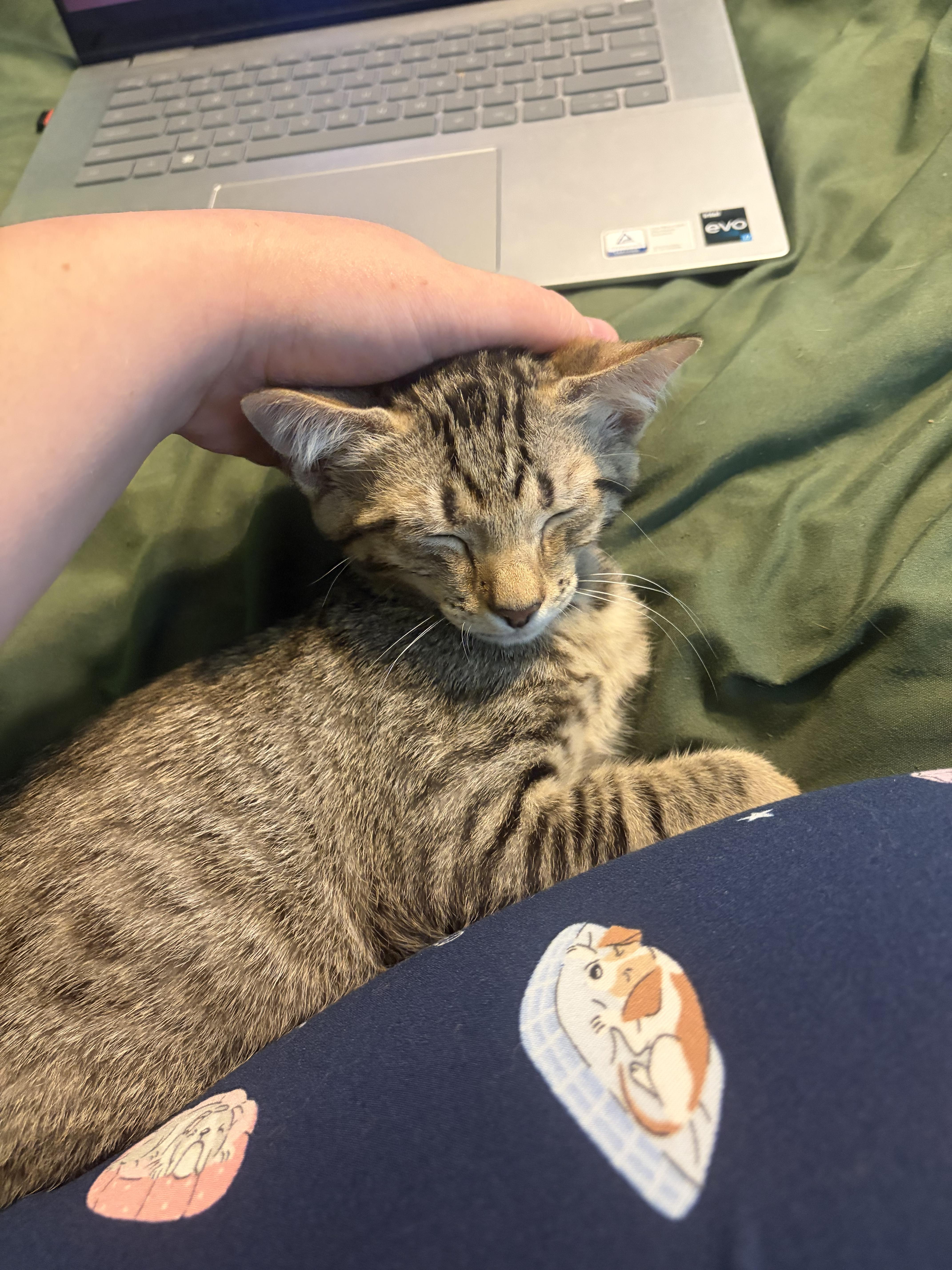 Salsa, a ADOPTABLE Domestic Short Hair in Orlando, FL image 6/6