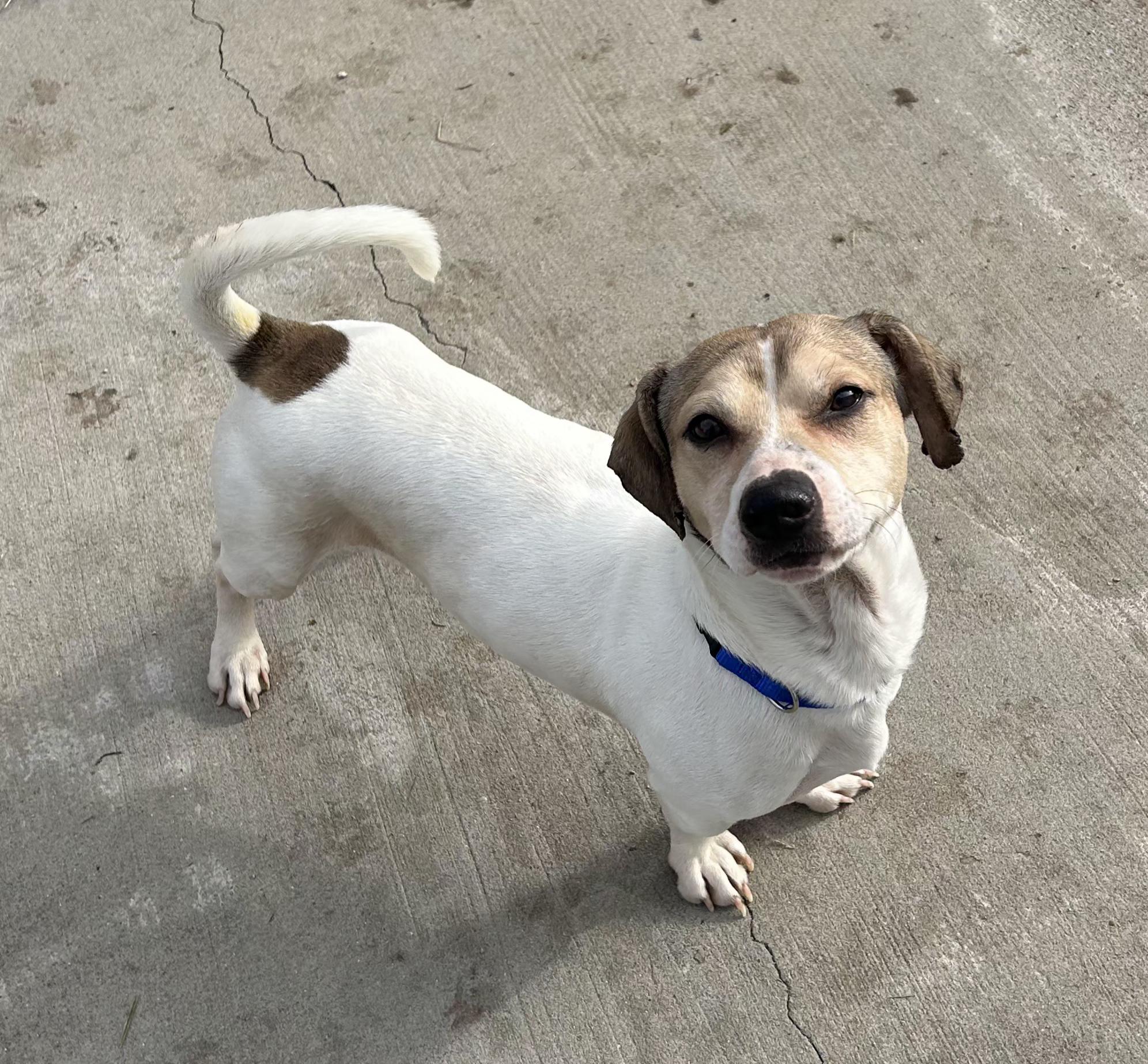 Joey, adopted, Young Male Beagle & Basset Hound.