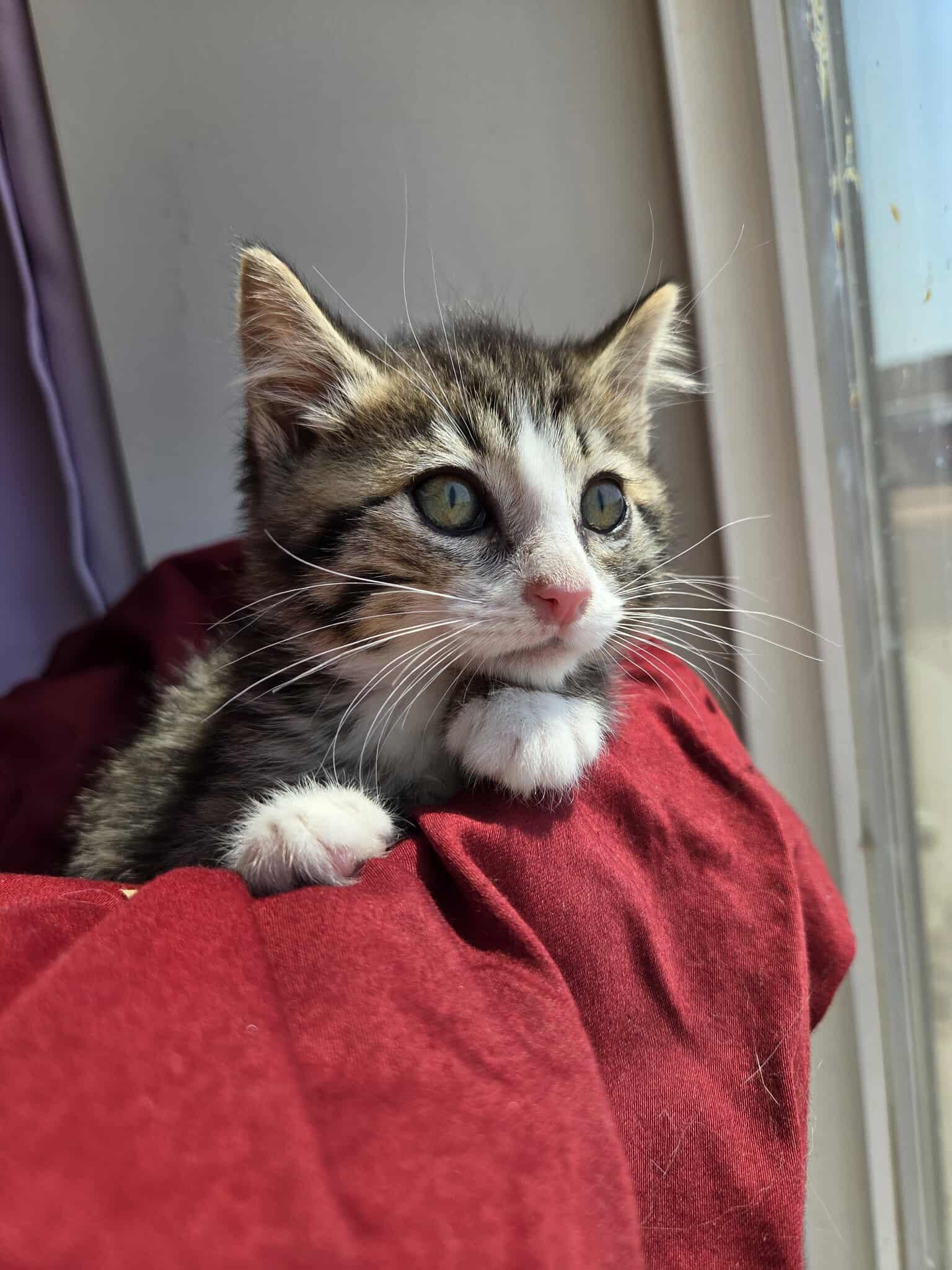 Oliver