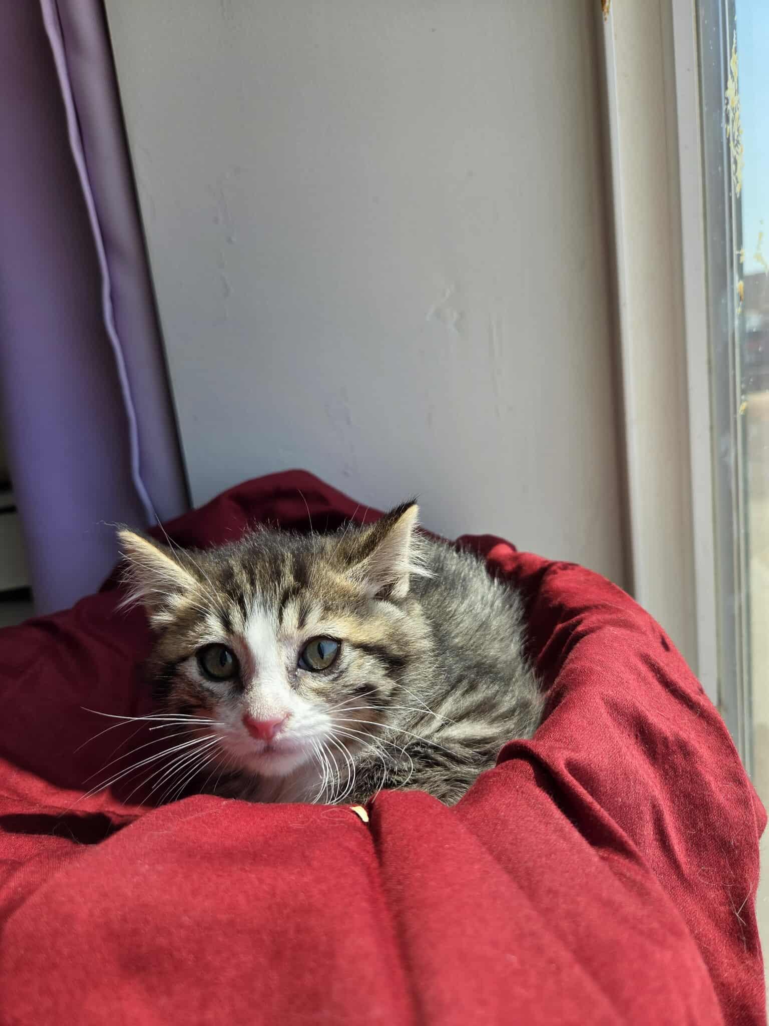 Oliver