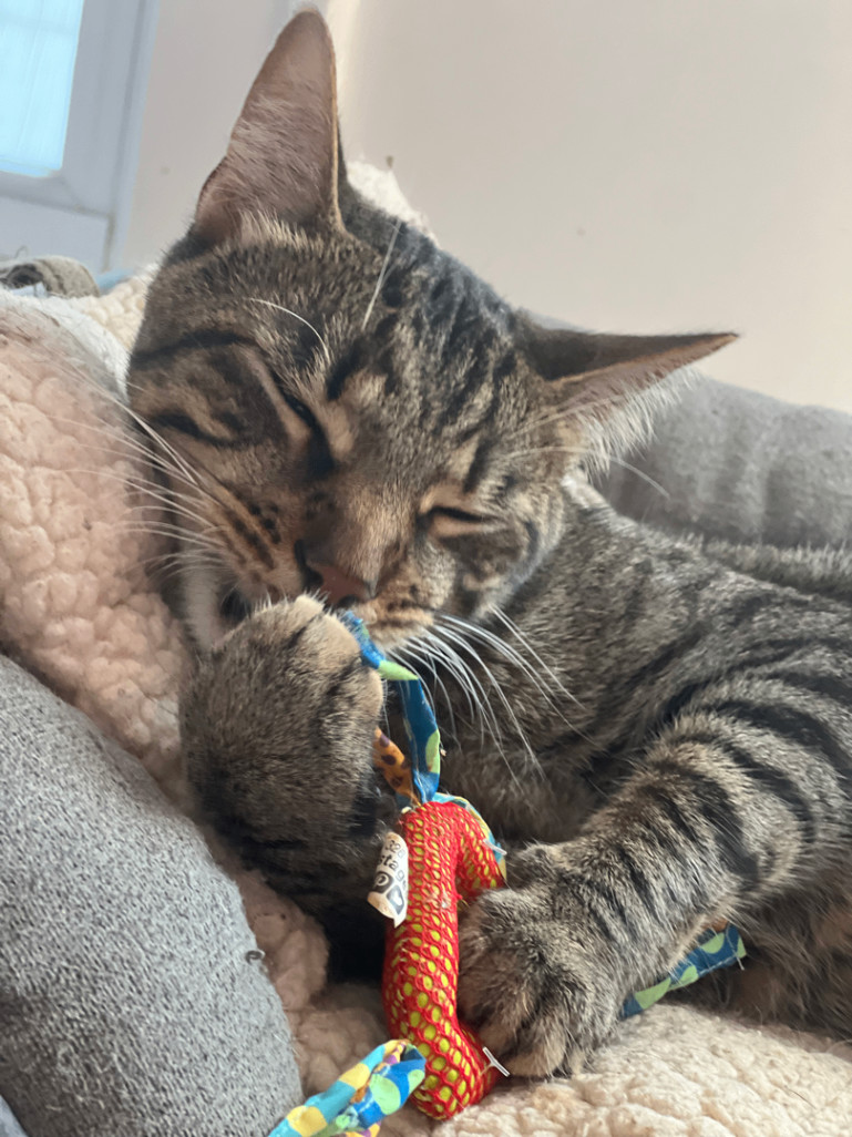 Enlarge Henry, a Adopted Tabby in Kew Gardens, NY image 1/5