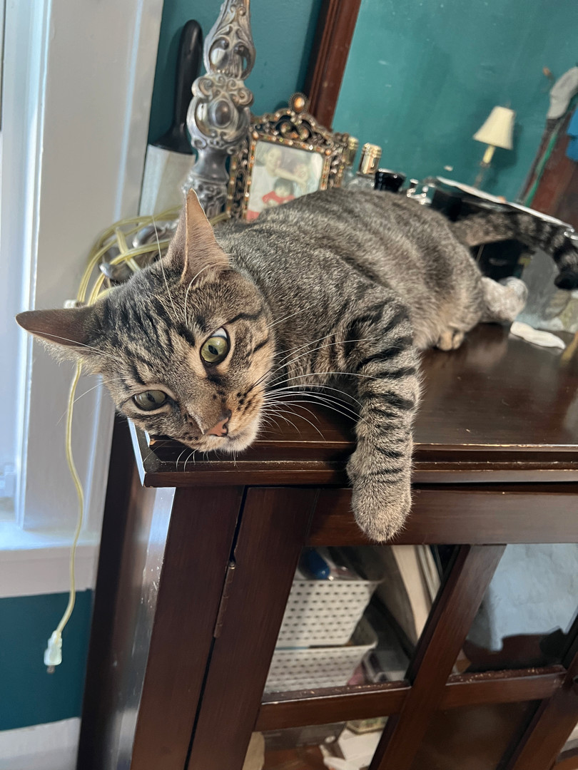 Enlarge Henry, a Adopted Tabby in Kew Gardens, NY image 2/5