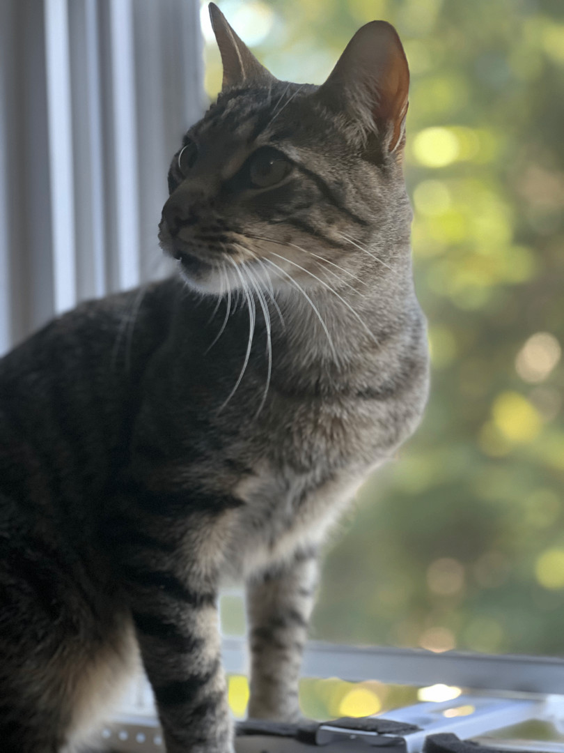 Enlarge Henry, a Adopted Tabby in Kew Gardens, NY image 3/5