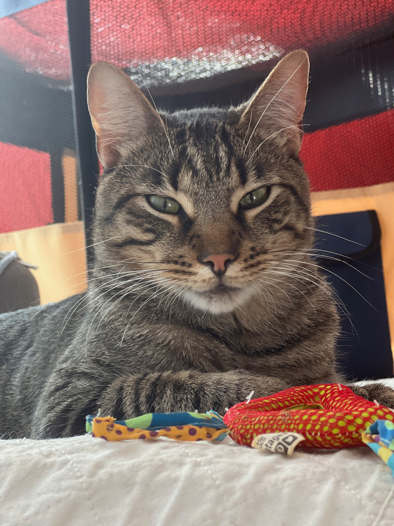 Enlarge Henry, a Adopted Tabby in Kew Gardens, NY image 4/5