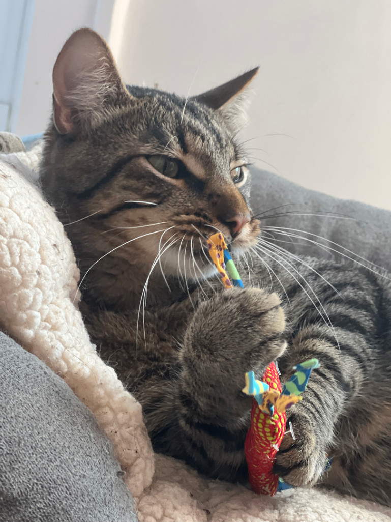 Enlarge Henry, a Adopted Tabby in Kew Gardens, NY image 5/5