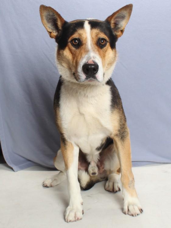 Enlarge WALLY, a Adoptable mixed breed in Burbank, CA image 1/1