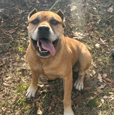 Razor, Adult Male unknown