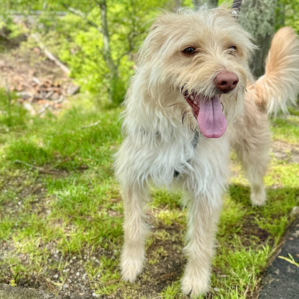 Swiss, a Adoptable Terrier in East Hampton, NY image 1/6