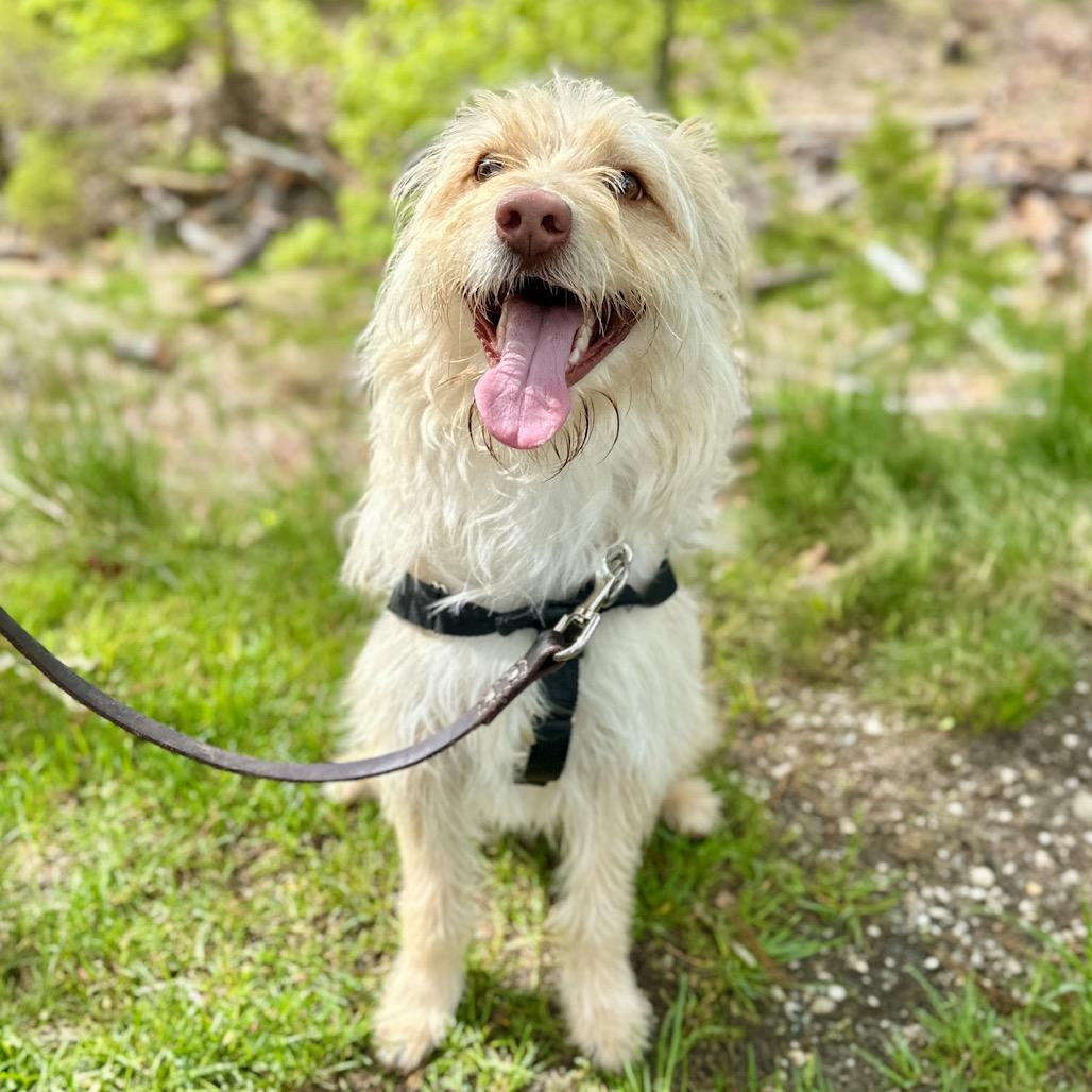 Swiss, a Adoptable Terrier in East Hampton, NY image 2/6