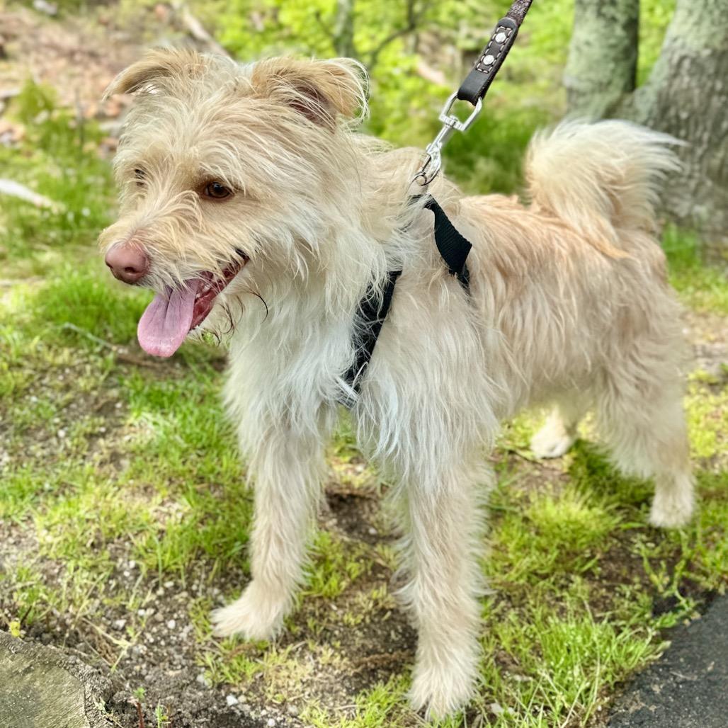 Swiss, a Adoptable Terrier in East Hampton, NY image 3/6