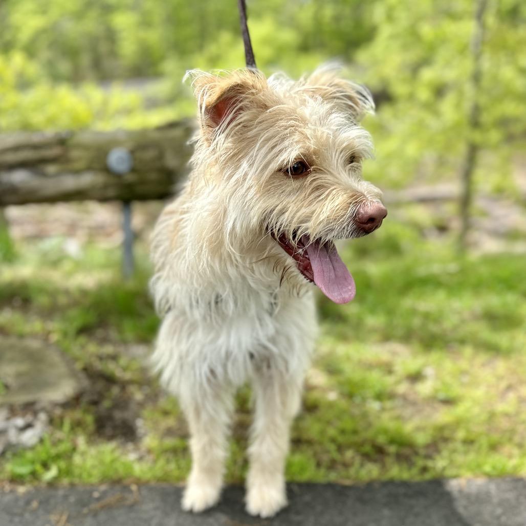 Swiss, a Adoptable Terrier in East Hampton, NY image 4/6