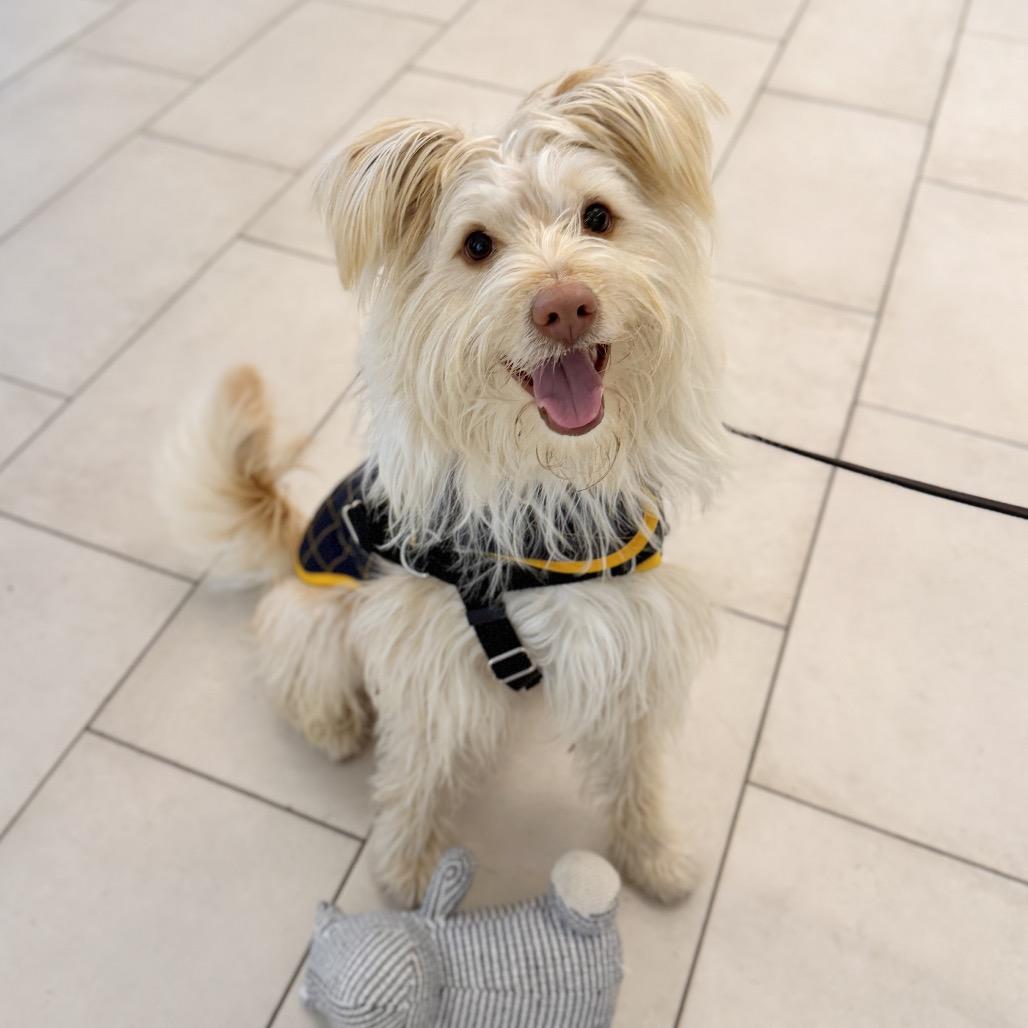 Swiss, a Adoptable Terrier in East Hampton, NY image 5/6