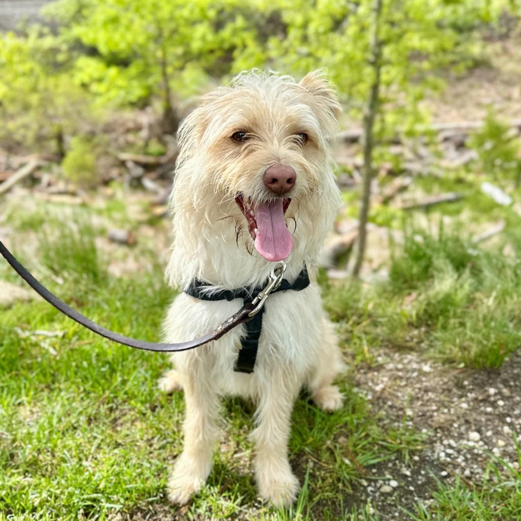 Swiss, a Adoptable Terrier in East Hampton, NY image 6/6