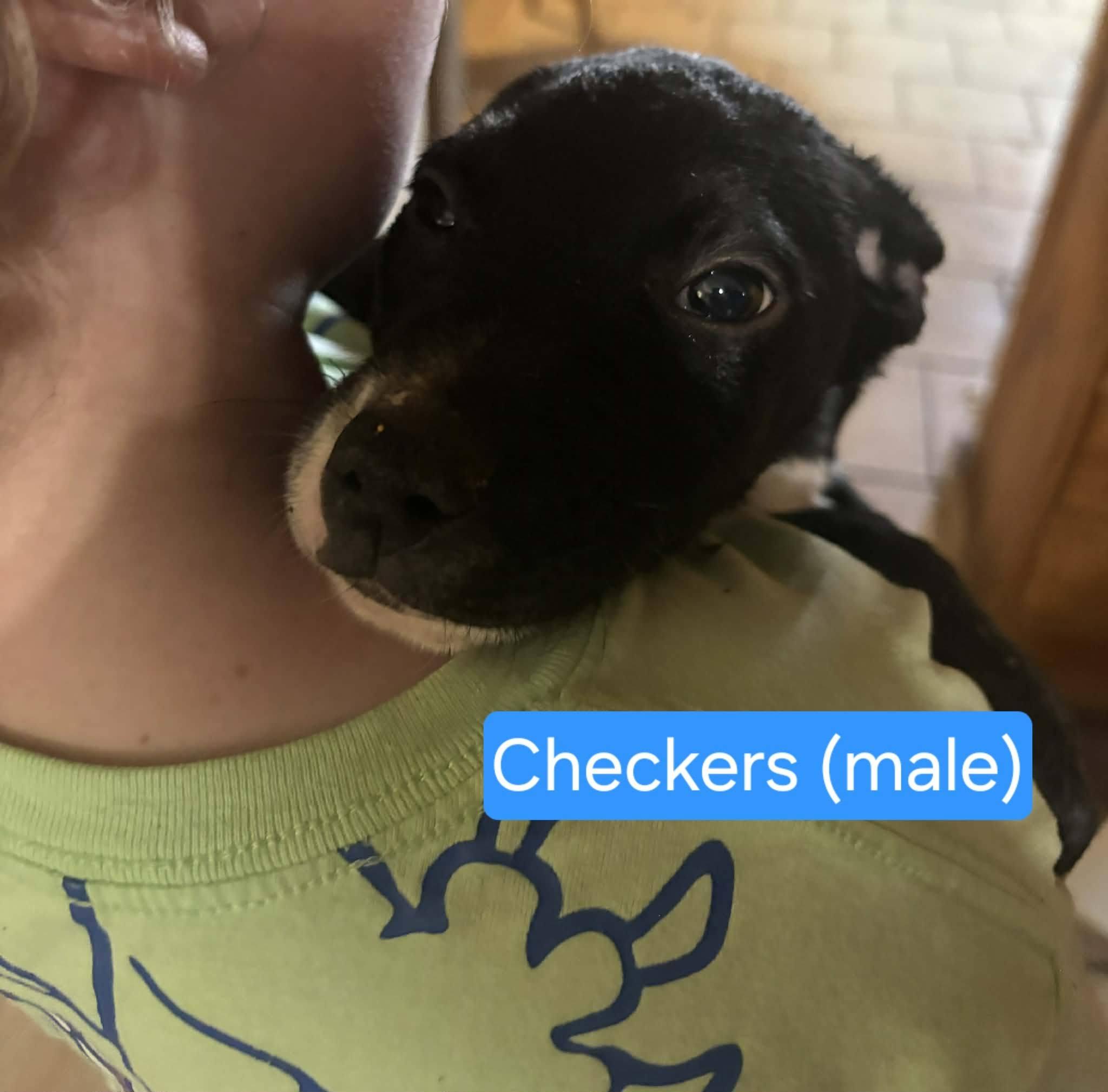 Checkers, ADOPTABLE, Puppy Male Border Collie & Cattle Dog.