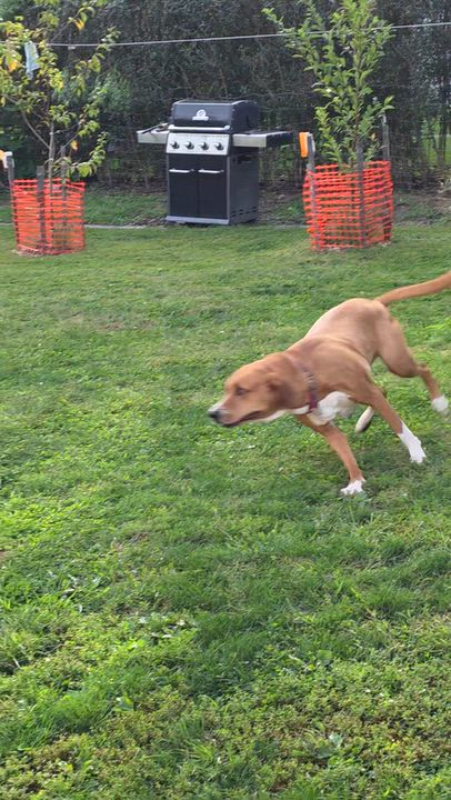 Enlarge Checkers, a Adopted mixed breed in Blue Bell, PA video 6/6