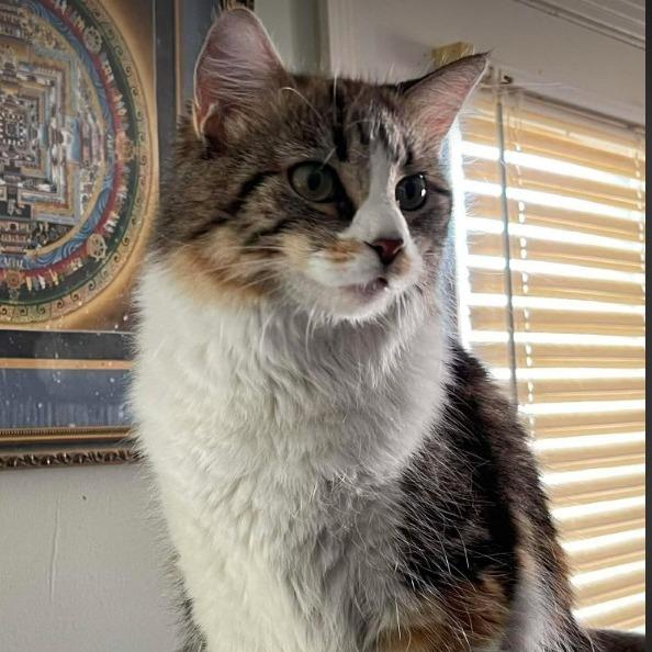 Gracie, Adoptable, Adult Female Domestic Long Hair & Maine Coon.