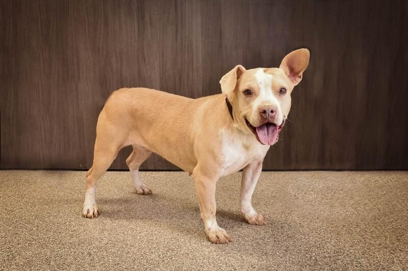 Ellie Joe, Adoptable, Adult Female Pit Bull Terrier & Mixed Breed.