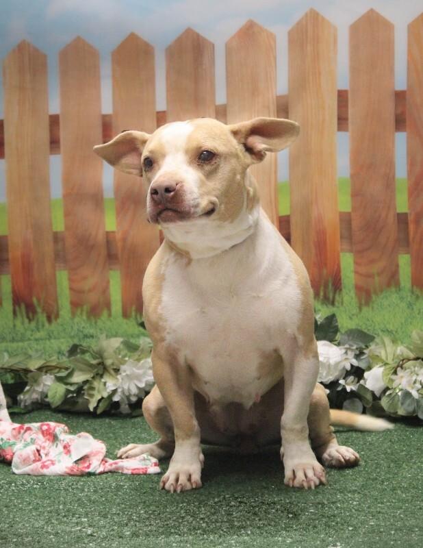 Enlarge Ellie Joe, a Adoptable mixed breed in Georgetown, OH image 2/4