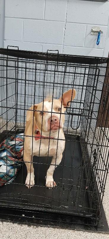 Ellie Joe, Adoptable, Adult Female Pit Bull Terrier & Mixed Breed.