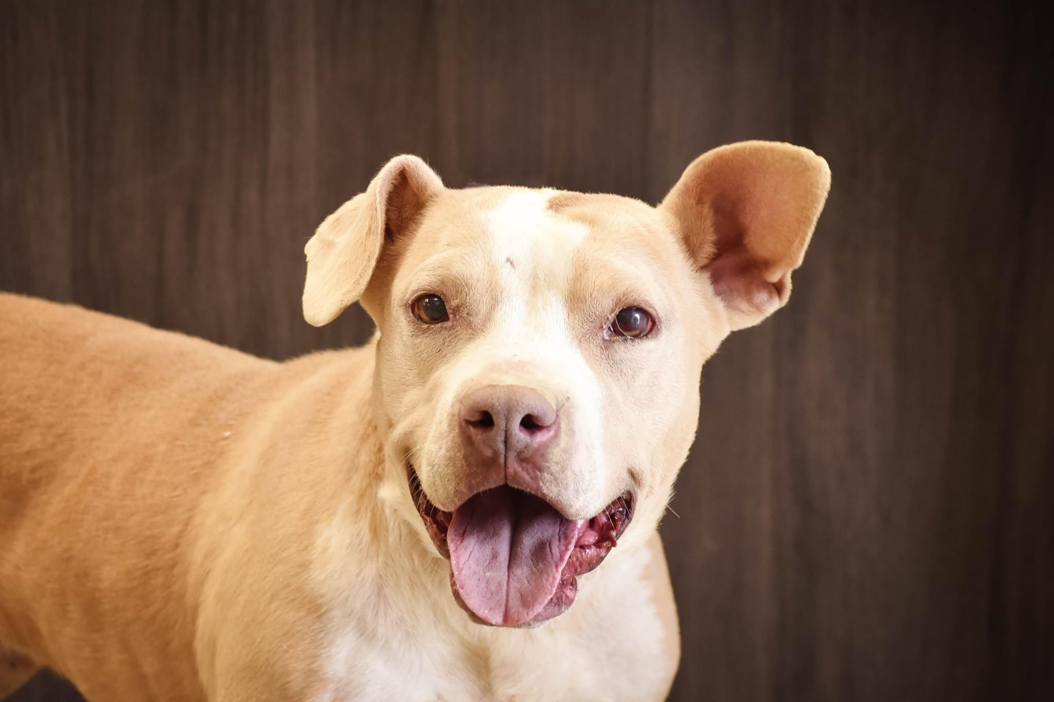 Enlarge Ellie Joe, a Adoptable mixed breed in Georgetown, OH image 3/3