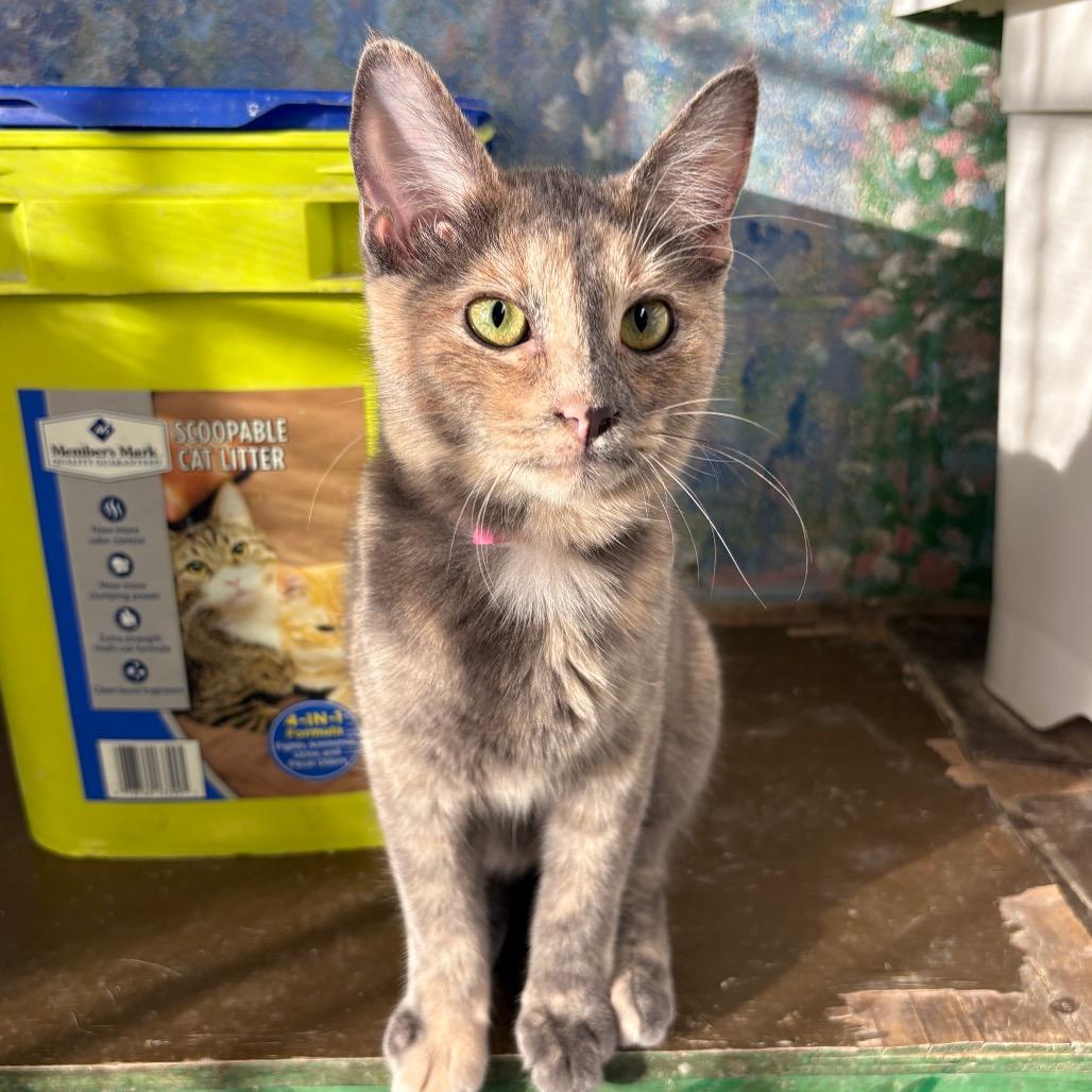 Luz, Adoptable, Young Female Domestic Short Hair.