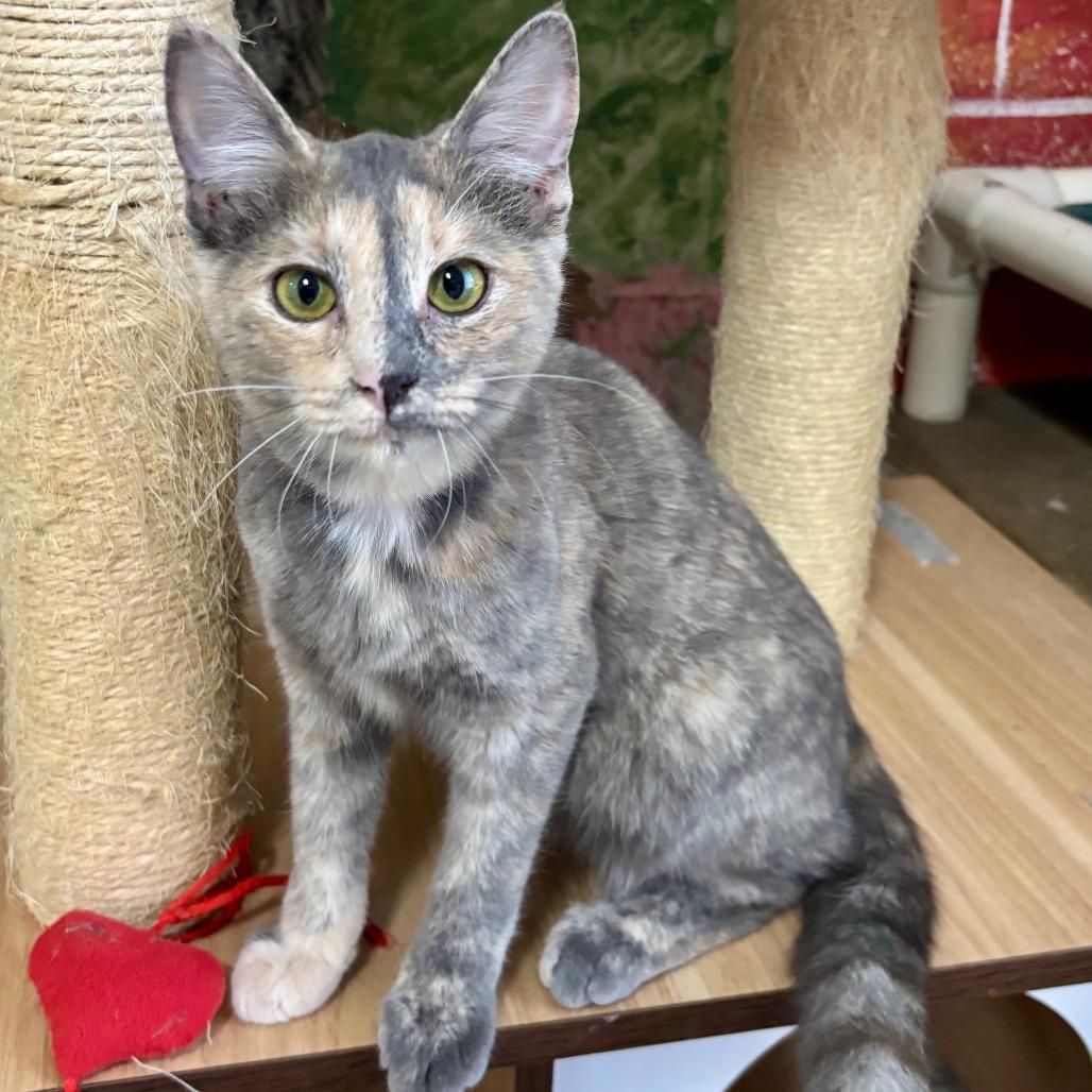 Luz, Adoptable, Kitten Female Domestic Short Hair.