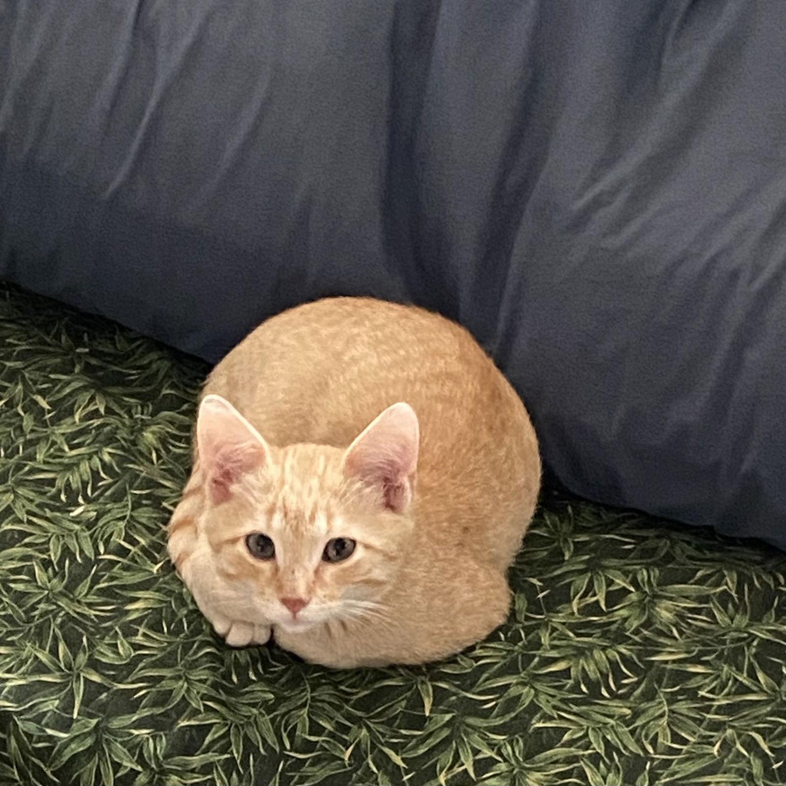 Enlarge Rivendell, a Adopted Domestic Short Hair in McKinney, TX image 1/2