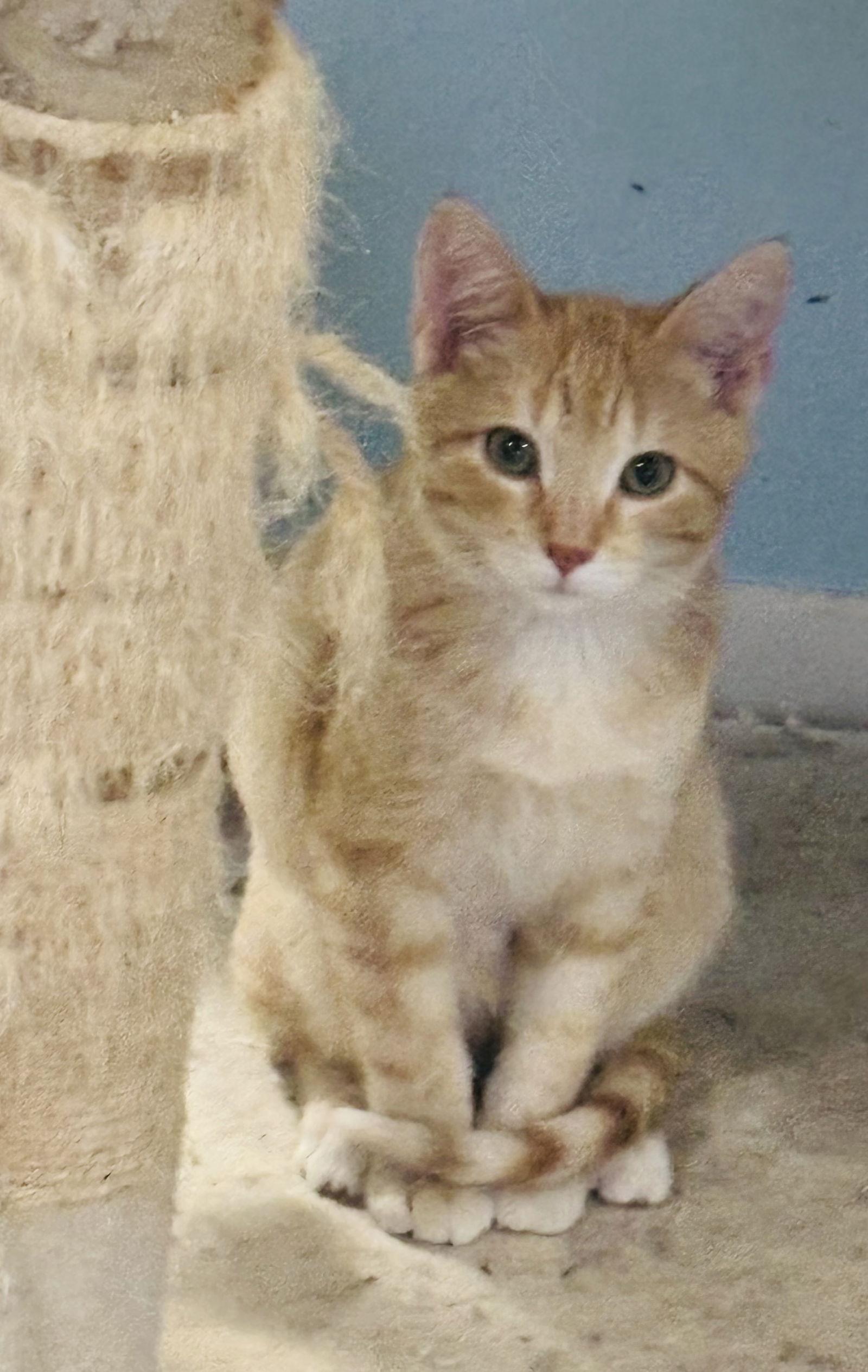 Enlarge Rivendell, a Adopted Domestic Short Hair in McKinney, TX image 2/2