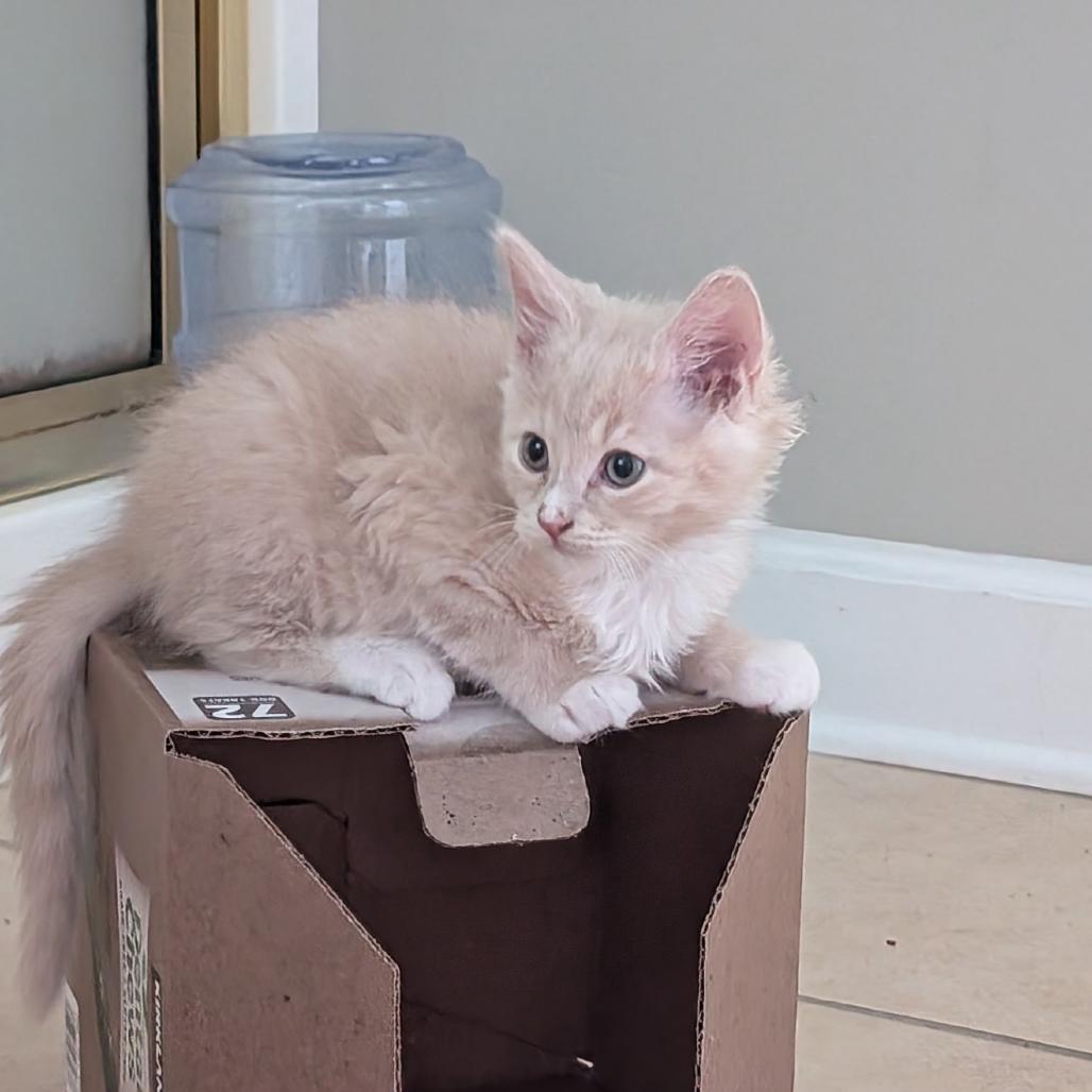Enlarge Blueberry, a Adoptable Domestic Medium Hair in Mettawa, IL image 4/4