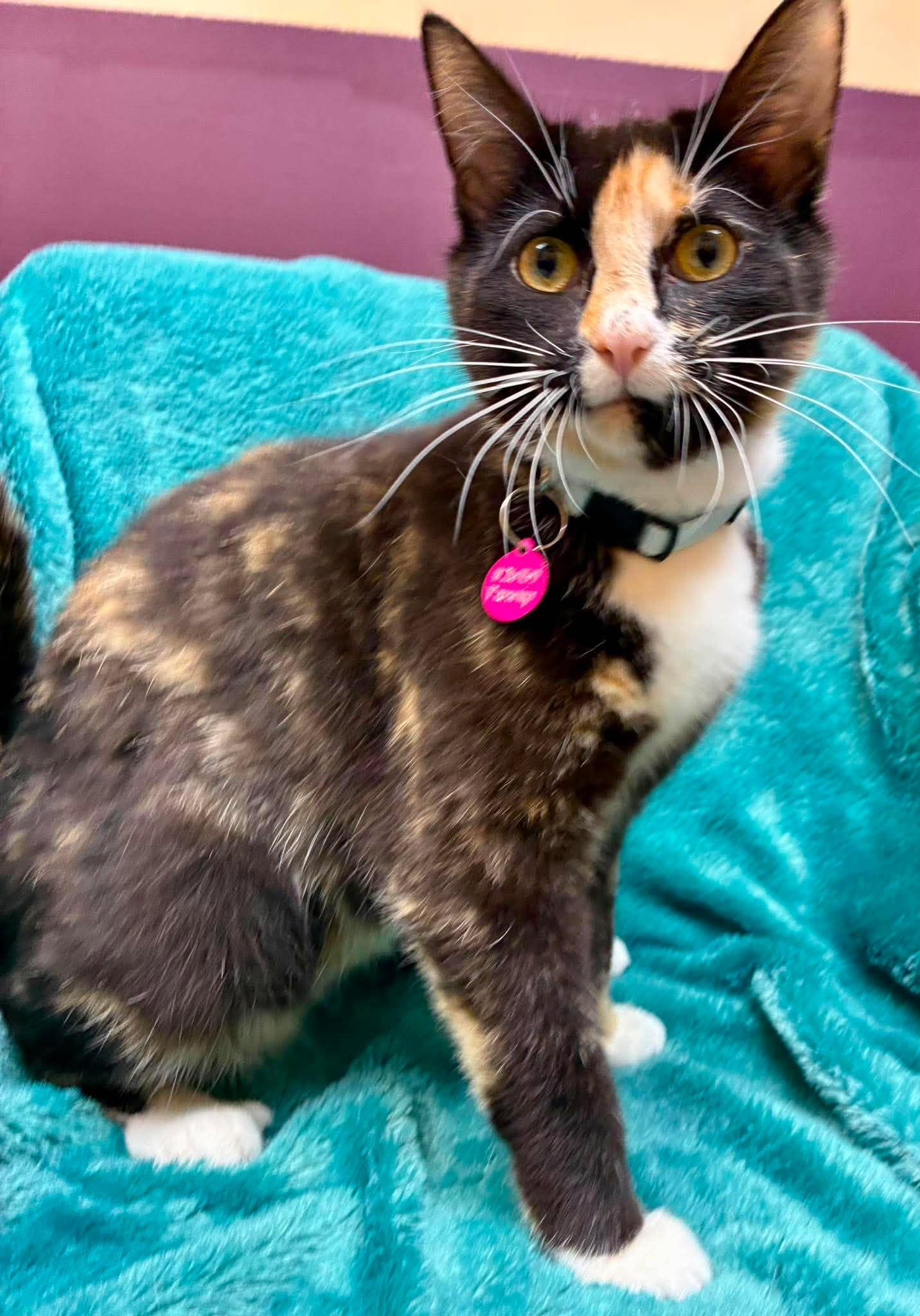 Parsnip, a ADOPTABLE Domestic Short Hair in Alexandria, MN image 3/3