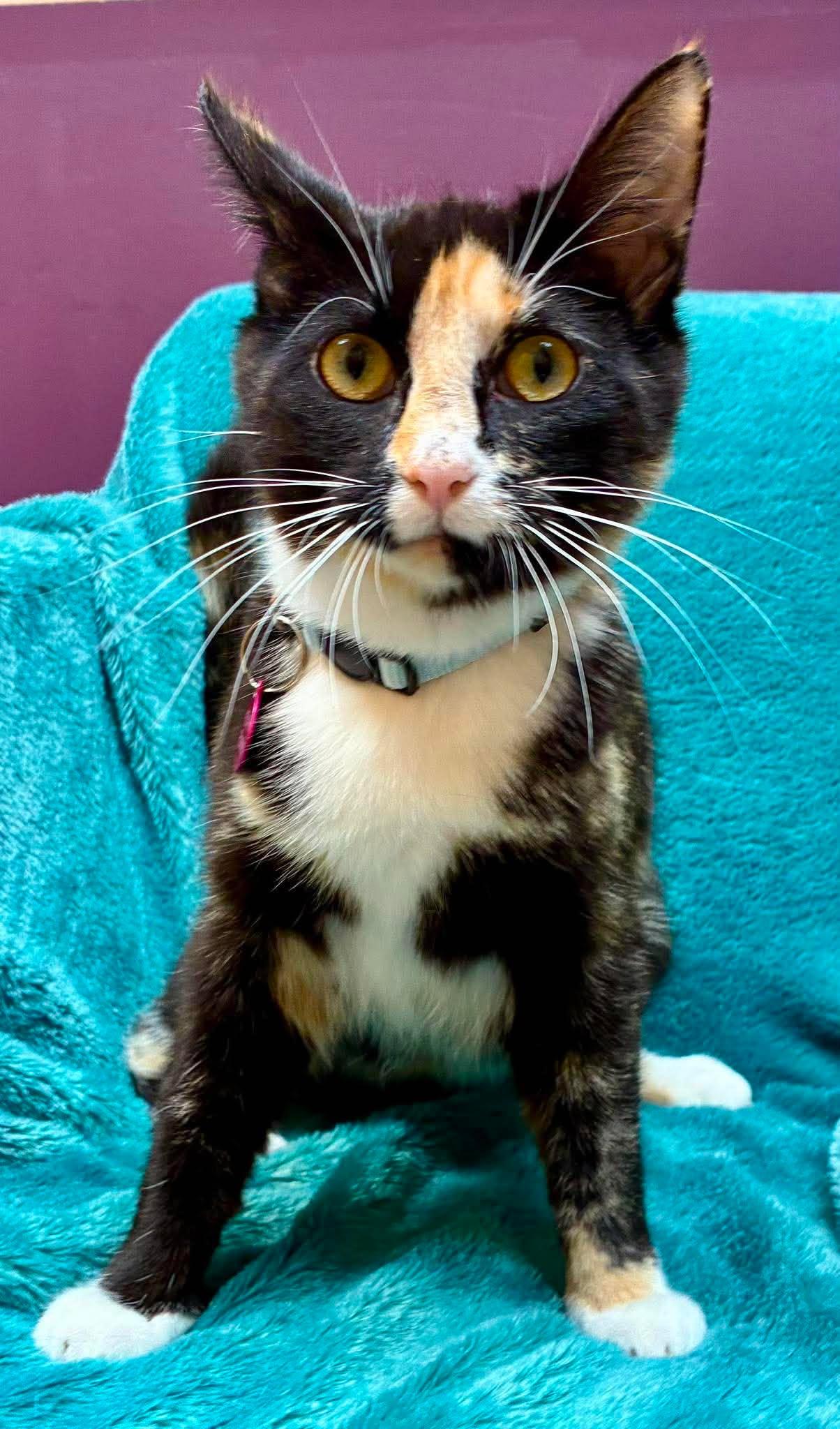 Parsnip, a ADOPTABLE Domestic Short Hair in Alexandria, MN image 2/3