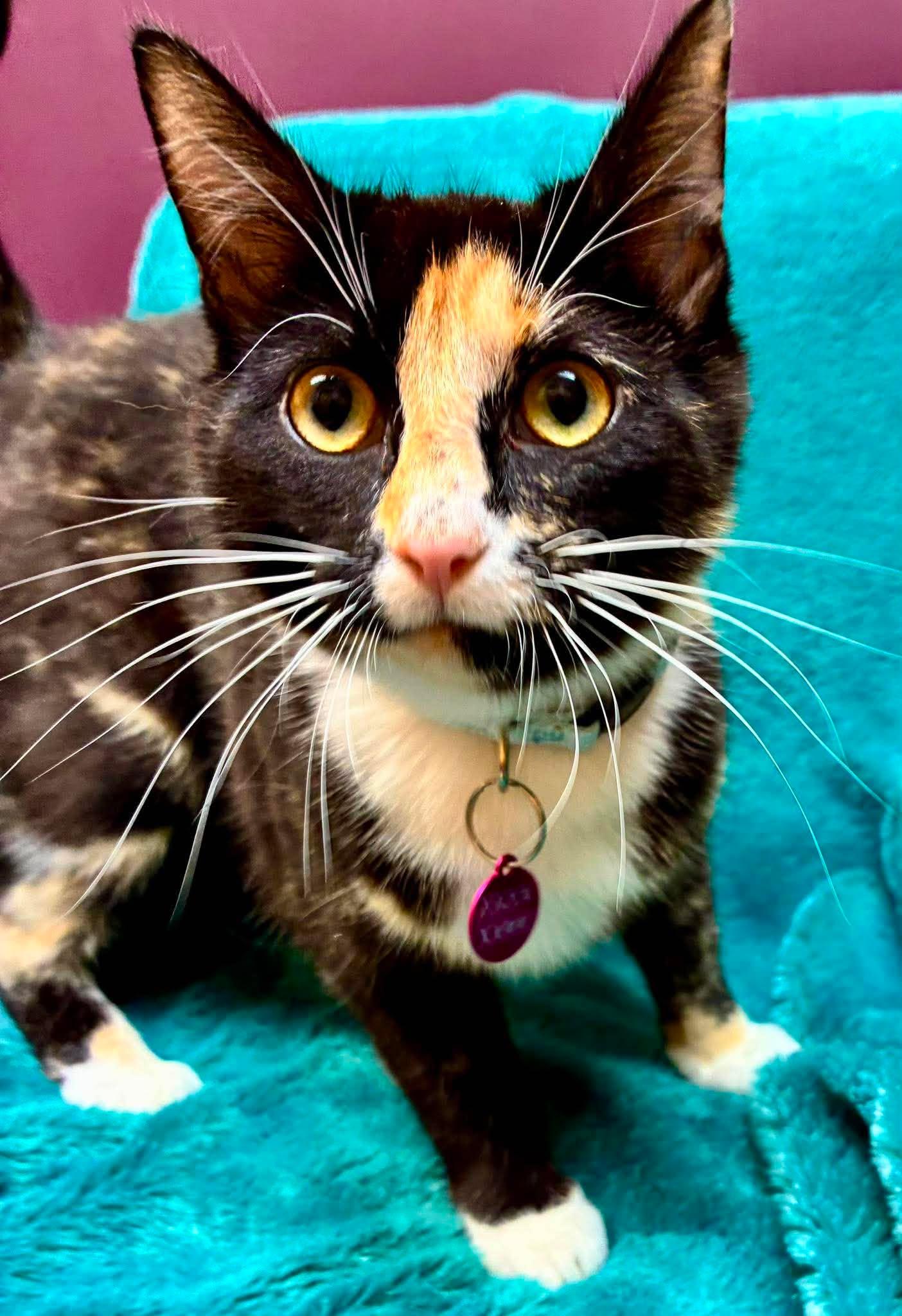 Parsnip, a ADOPTABLE Domestic Short Hair in Alexandria, MN image 1/3