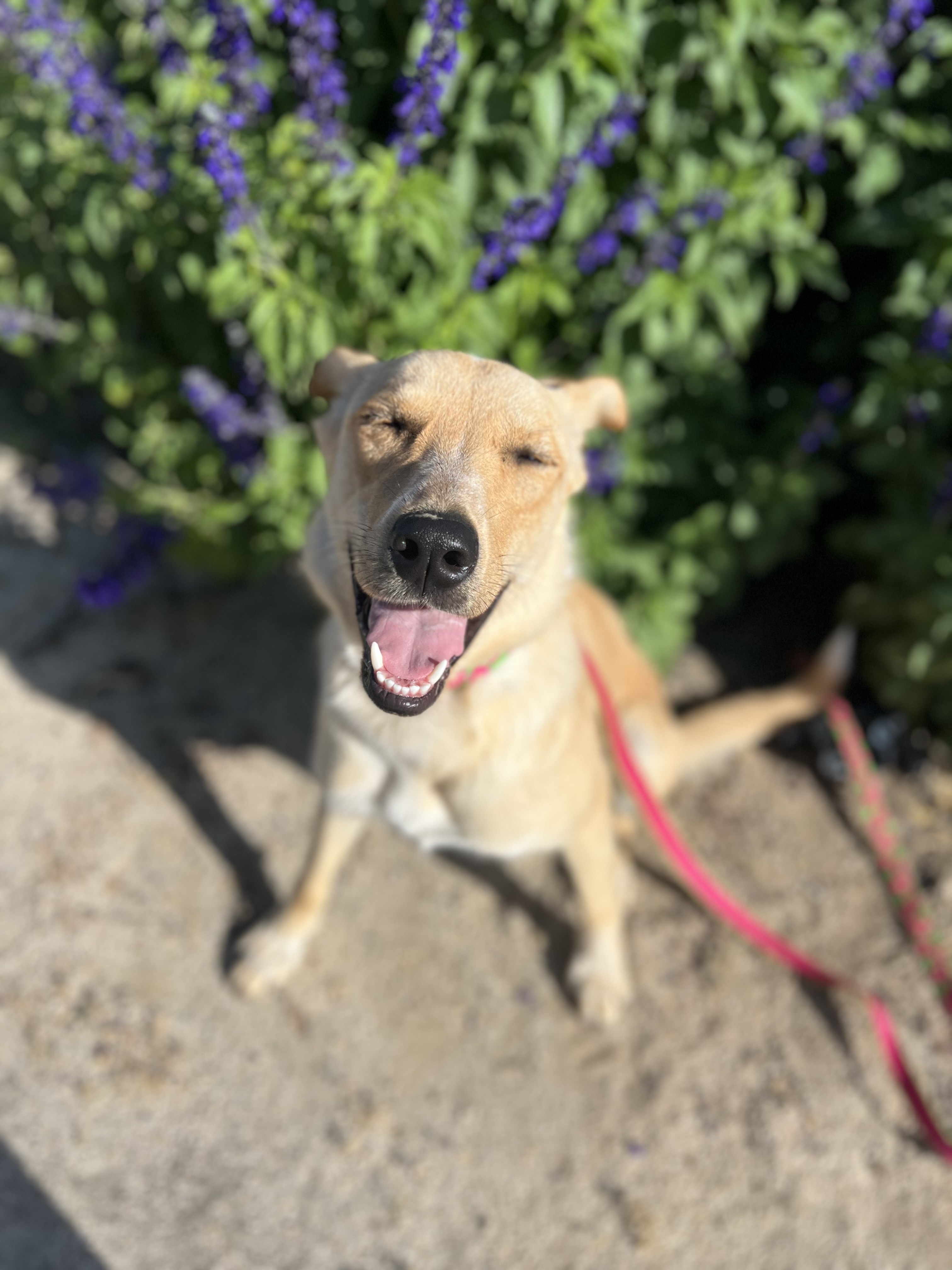 Enlarge Magnolia, a Adopted mixed breed in Davis, CA image 6/6