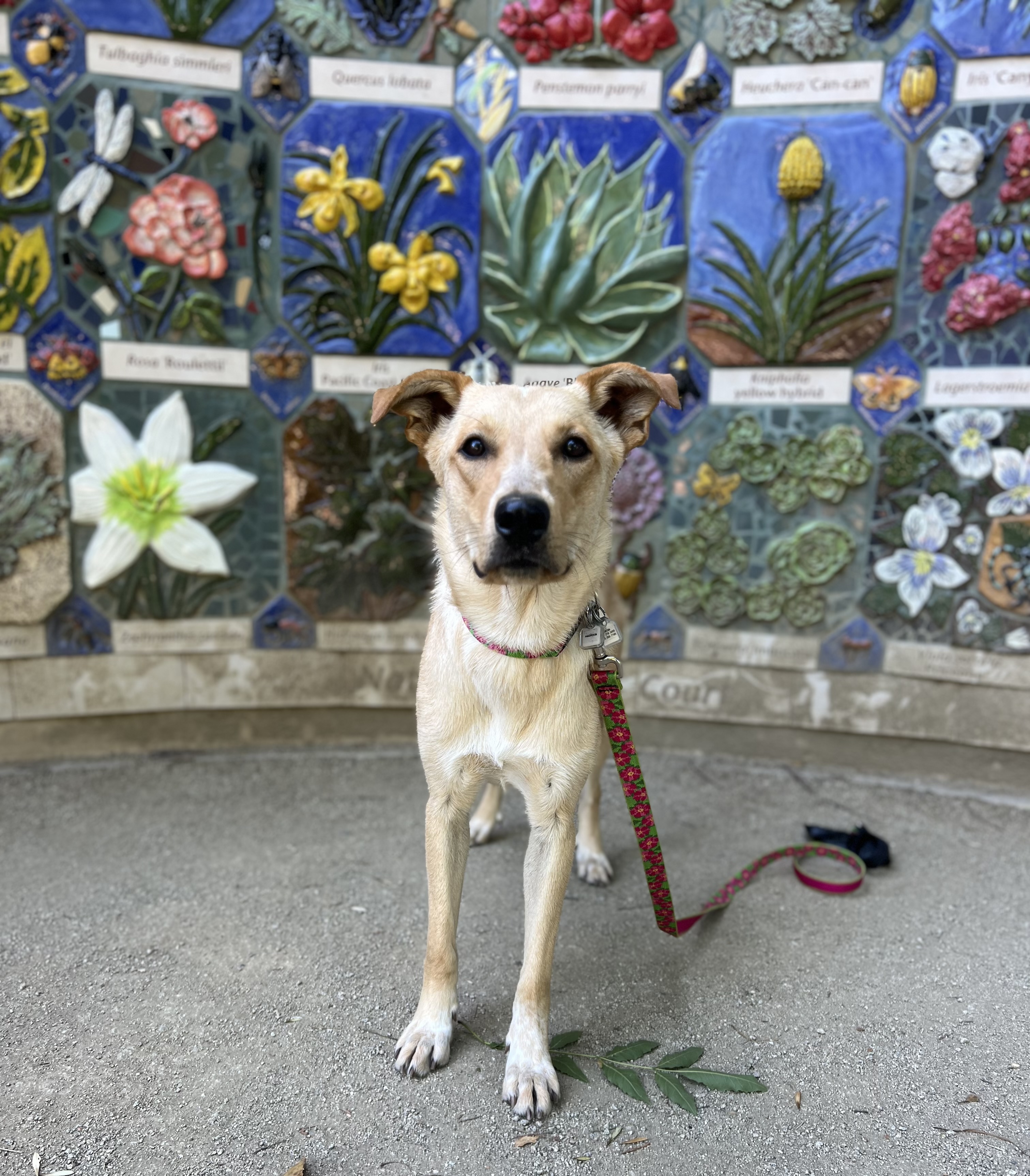 Magnolia, Adopted, Adult Female Great Pyrenees & Chihuahua.
