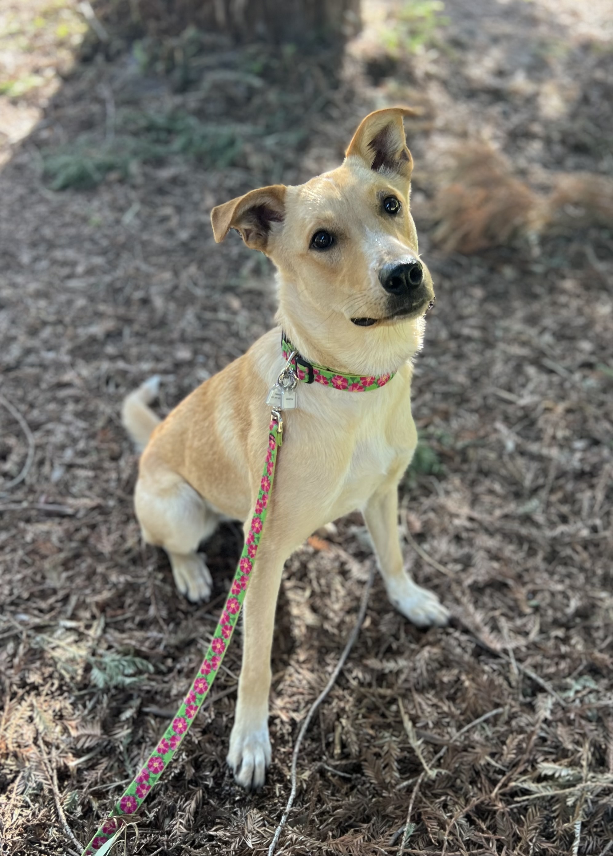 Enlarge Magnolia, a Adopted mixed breed in Davis, CA image 2/6