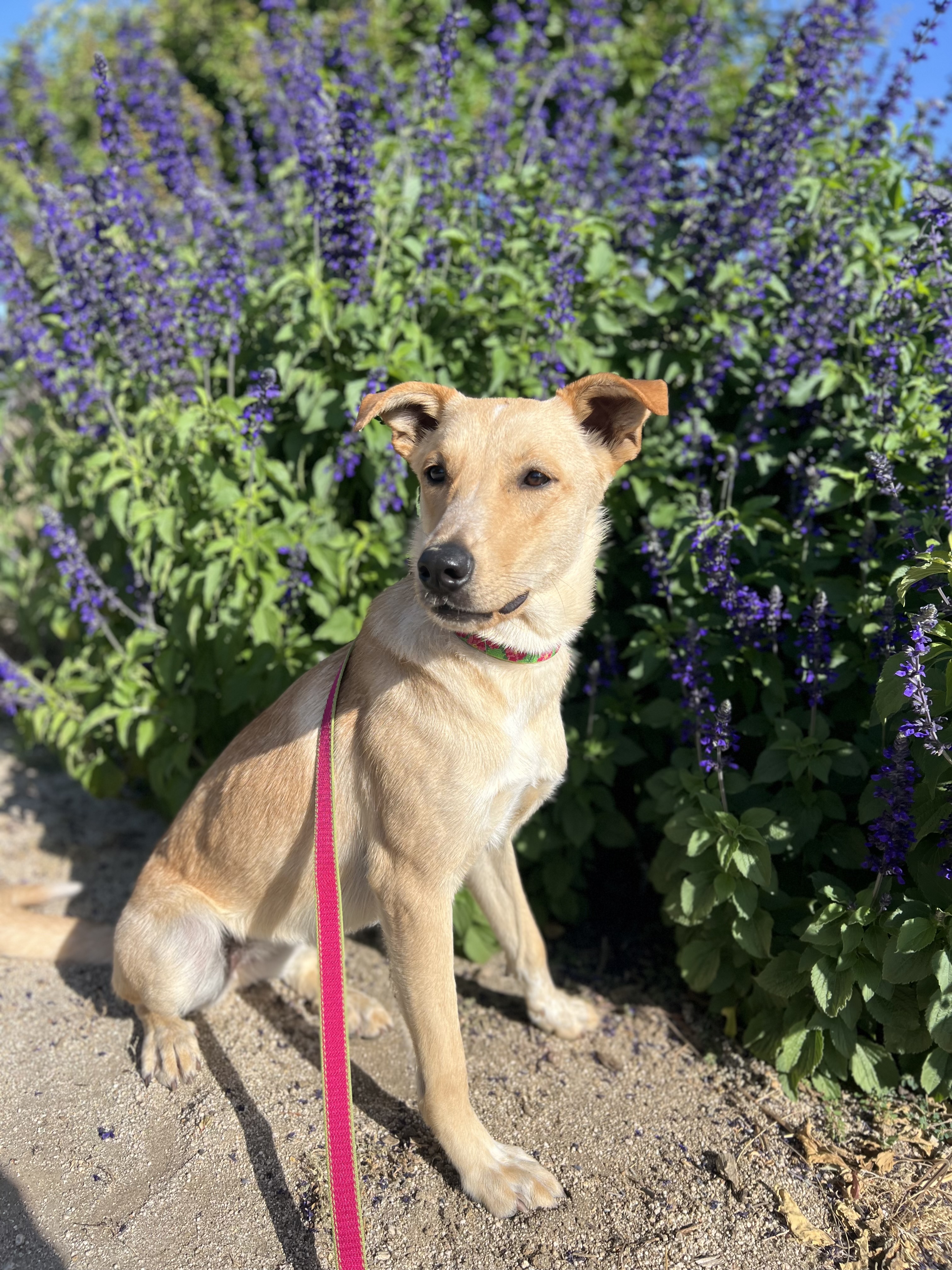 Enlarge Magnolia, a Adopted mixed breed in Davis, CA image 5/6
