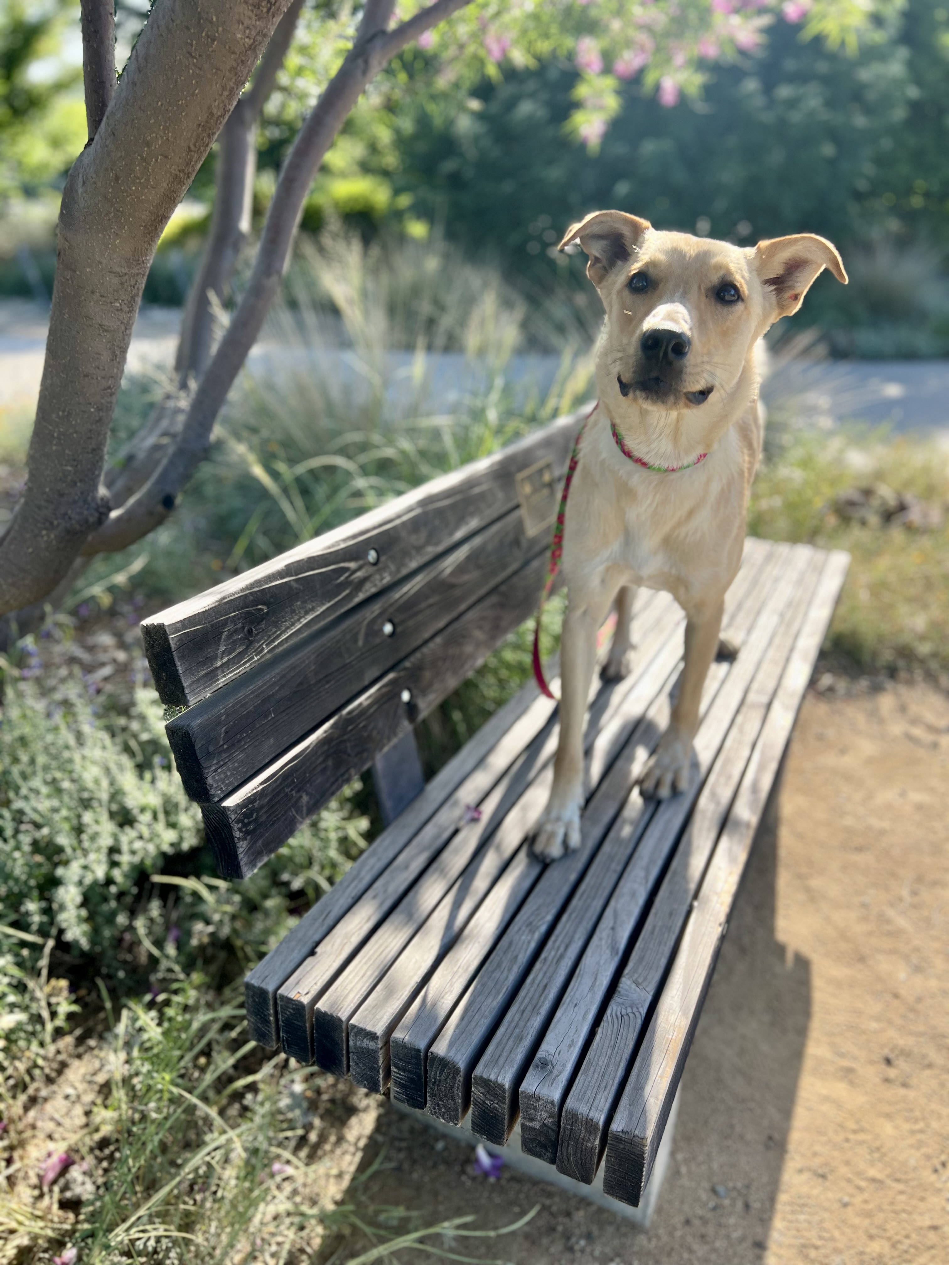 Enlarge Magnolia, a Adopted mixed breed in Davis, CA image 4/6