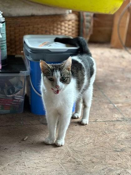 Tinkerbell, Adoptable, Adult Female Domestic Short Hair & Domestic Short Hair.