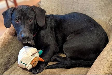 SAM, Adoptable, Young Male Basset Hound & Black Labrador Retriever.