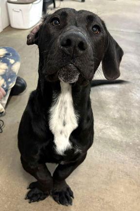 Enlarge SAM, a Adoptable mixed breed in Mays Landing, NJ image 2/3