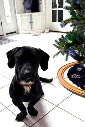 Enlarge SAM, a Adoptable mixed breed in Mays Landing, NJ image 3/3