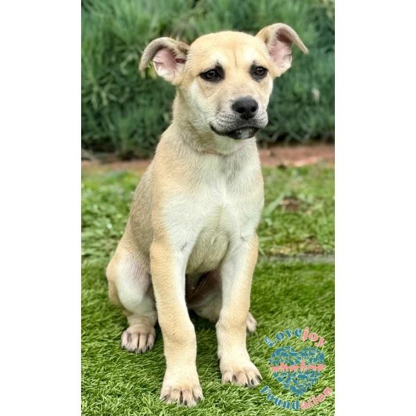 Enlarge Zela Davis Park Litter-Zella COH, an adopted mixed breed in Inglewood, CA image 2/2