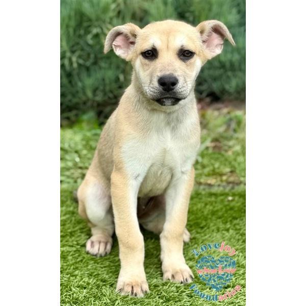 Zela Davis Park Litter-Zella COH, adopted, Puppy Female Hound & Shepherd.