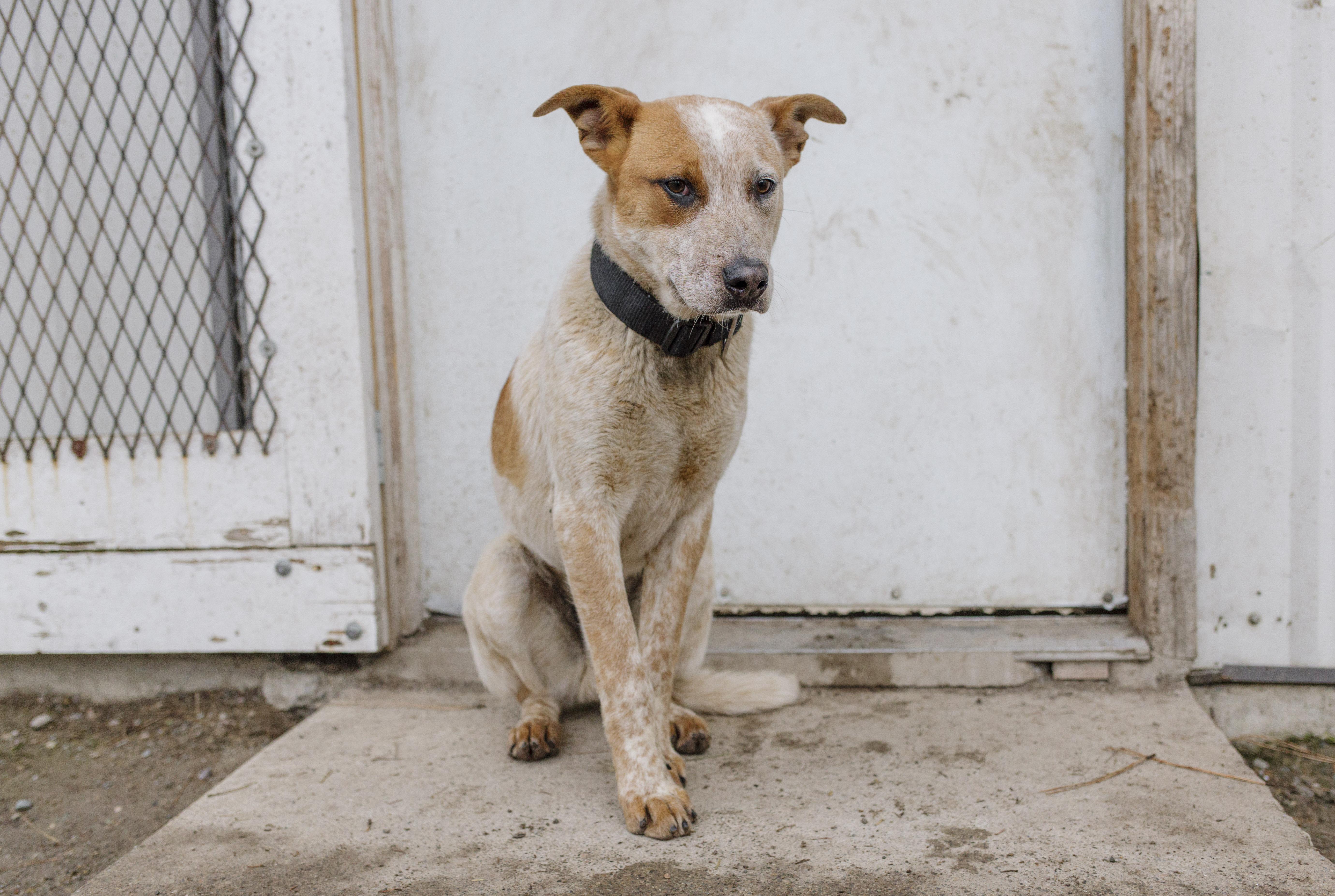 Hondo, a Adopted Cattle Dog in Libby, MT image 1/2
