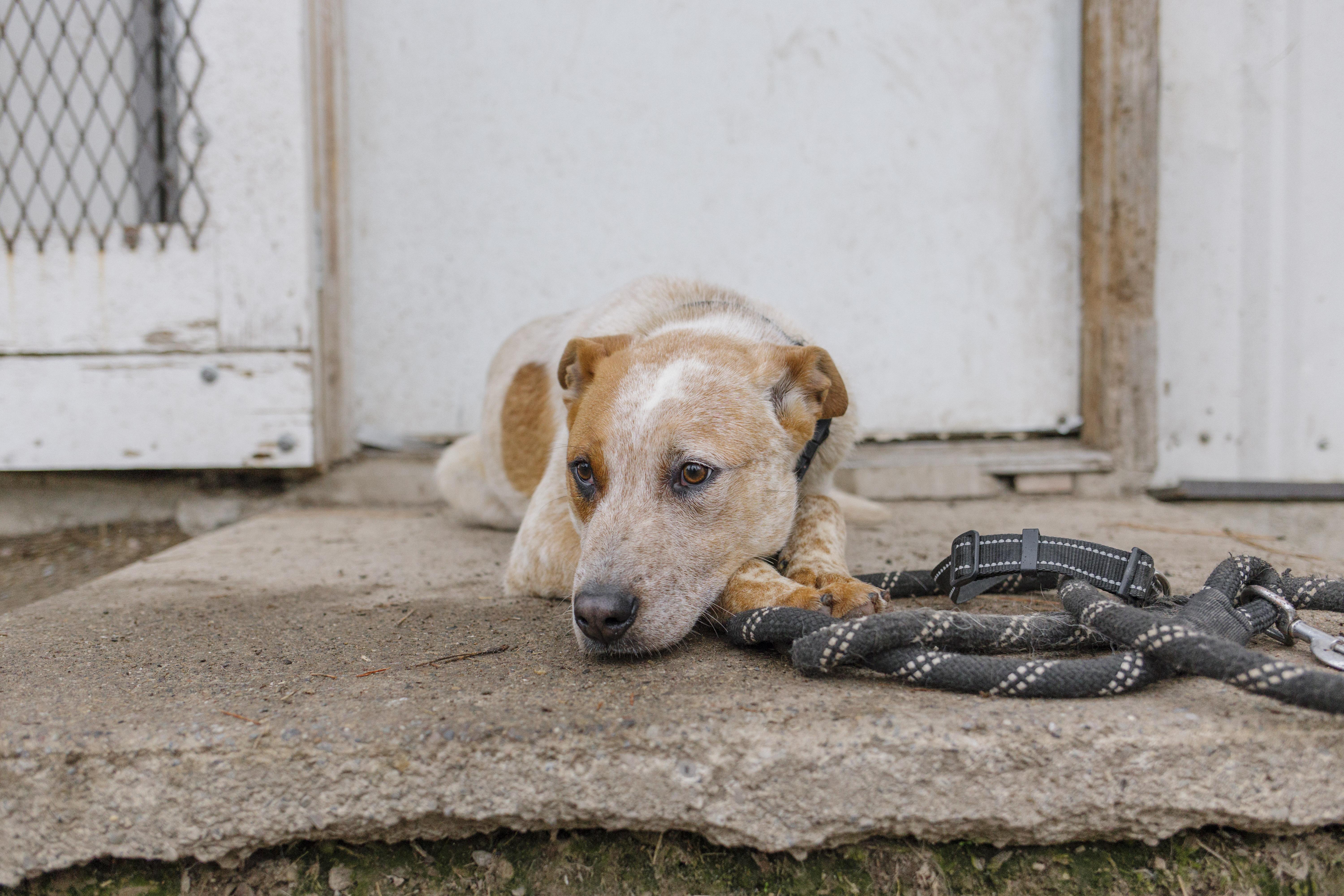 Hondo, a Adopted Cattle Dog in Libby, MT image 2/2