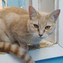 Enlarge Mudslide, a Adoptable mixed breed in Portsmouth, OH image 1/1