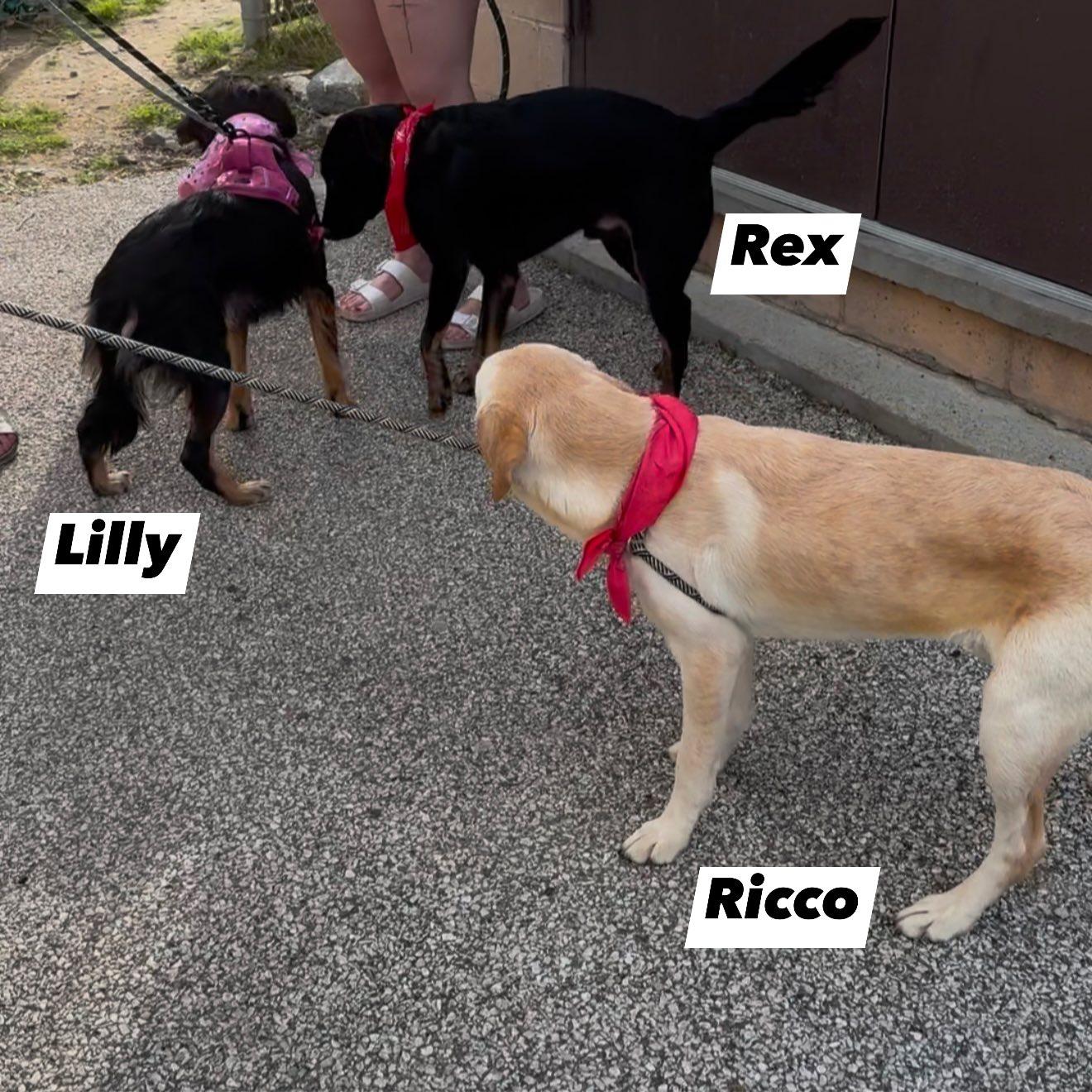 Ricco, a Adopted mixed breed in Seth, WV image 5/5