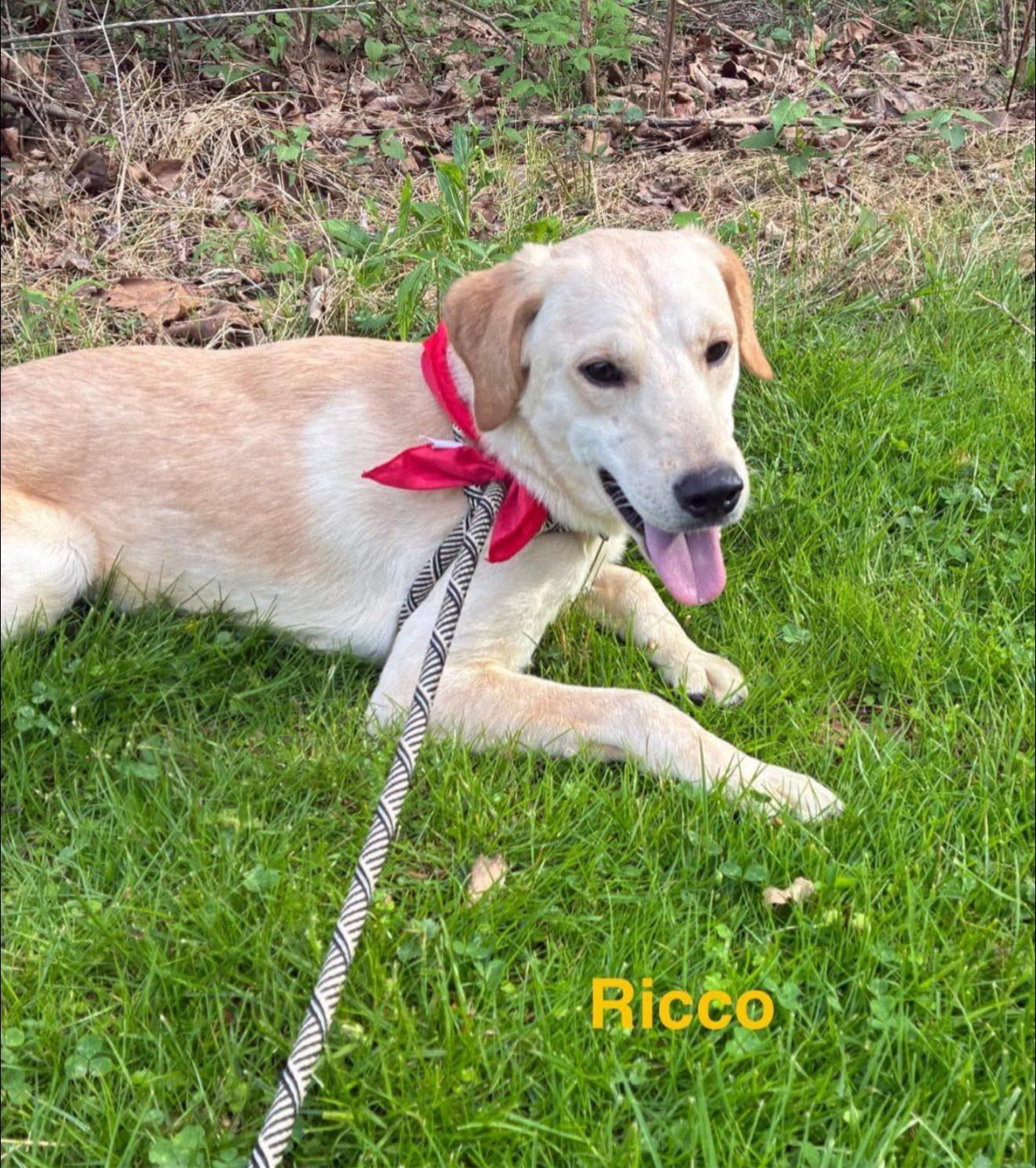 Ricco, a Adopted mixed breed in Seth, WV image 2/5