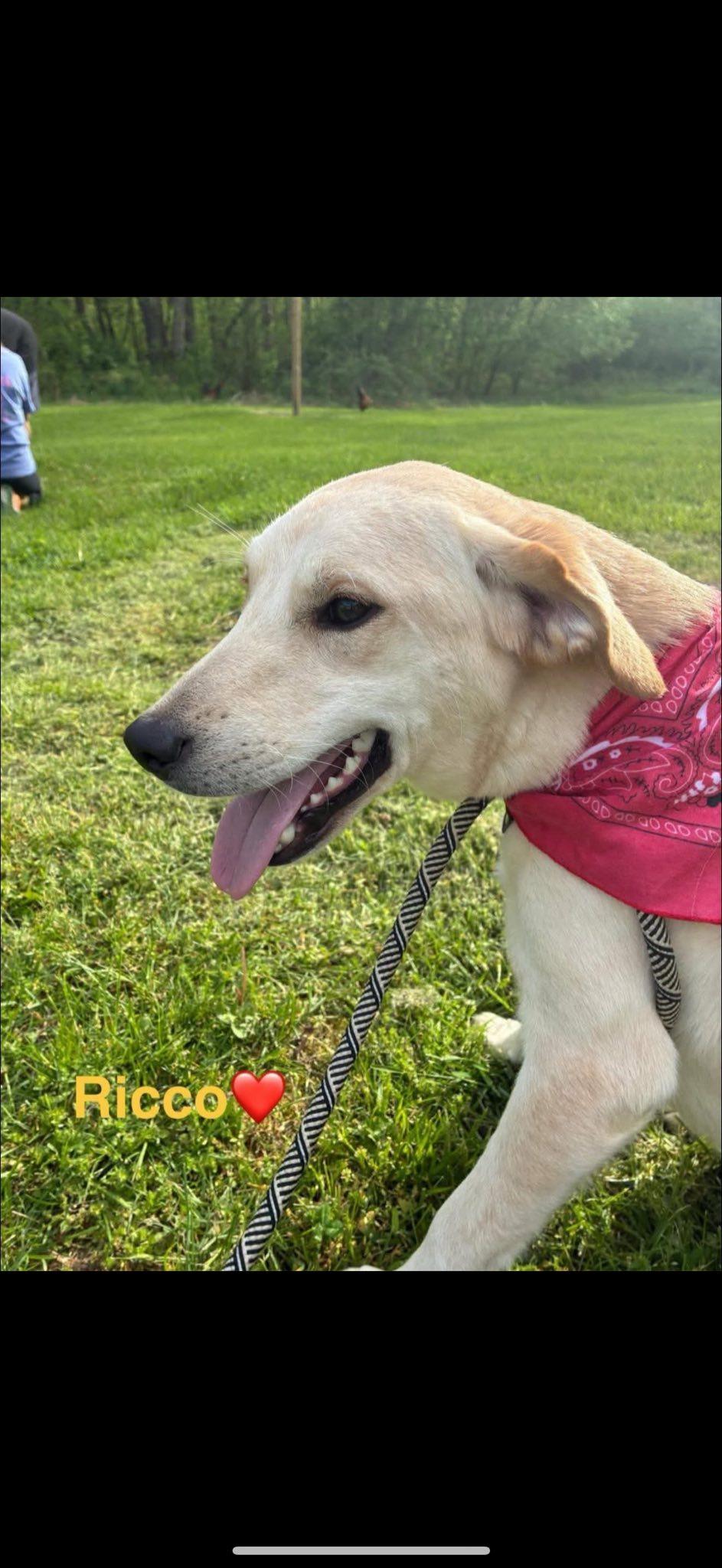 Ricco, a Adopted mixed breed in Seth, WV image 3/5